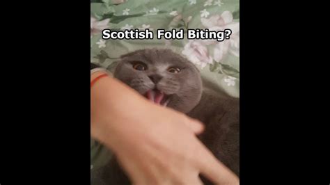 Scottish Fold And British Shorthair Biting Problems How To Prevent