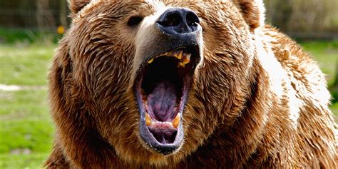Grizzly Bear Attack Survivor On Butler Ridge In Good Spirits