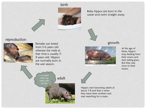 Hippo Ancestors The Most Curious Evolution