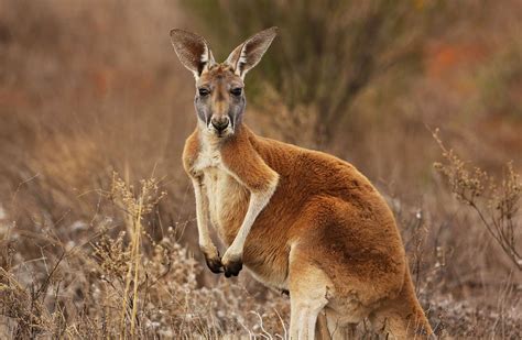 Kangaroos Can Communicate With Humans New Study Shows