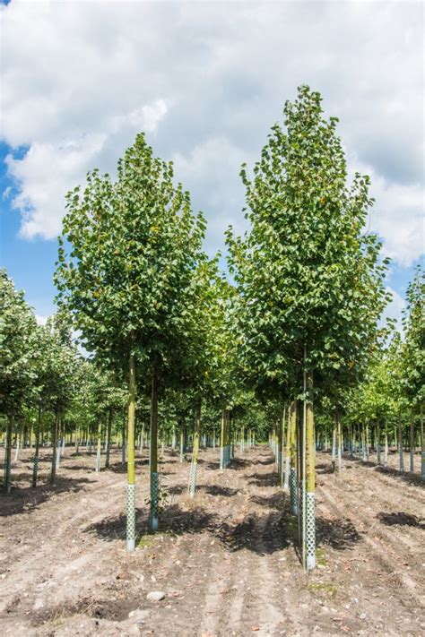 Amerikanische Stadtlinde Greenspire Tilia Cordata Greenspire Günstig