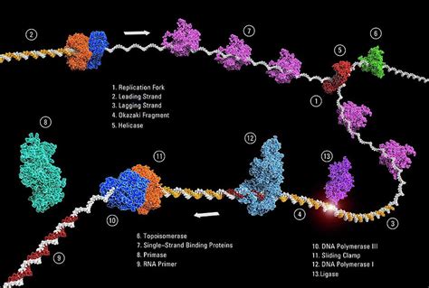 Dna Replication Photograph By Carlos Clarivanscience Photo Library