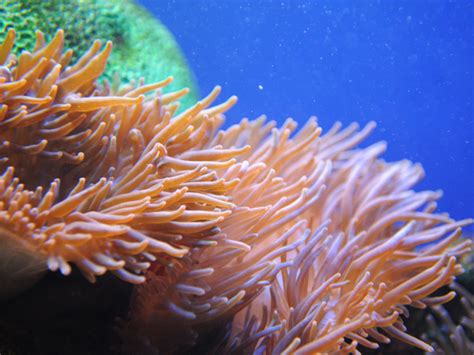 Sea Anemone Aquarium