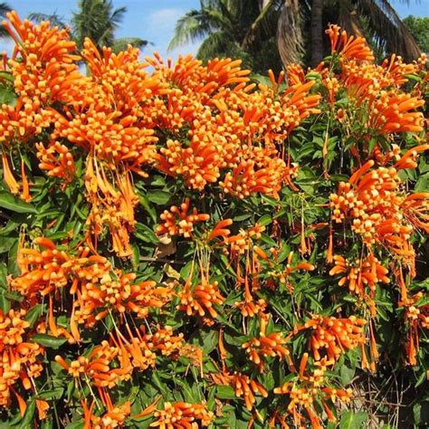 Here is another gorgeous tropical plant, but this time, it is native to asian counties like india, china, vietnam. Flaming Trumpet - Creepers & Climbers