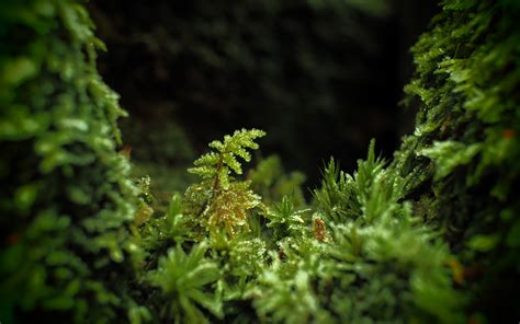 Moss Forest By Martin Wallgren