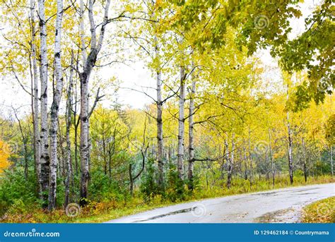 Autumn Birch Trees Along The Roadway Stock Photo Image Of Horizontal