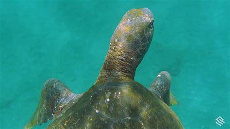 Behind The Lens Filming Pacific Green Sea Turtles Youtube