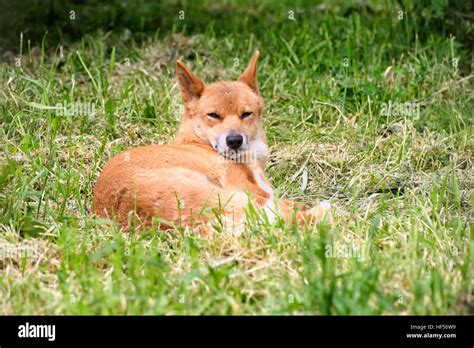 Australian Dingo Hi Res Stock Photography And Images Alamy