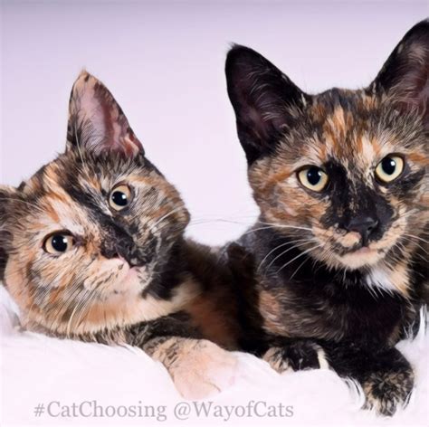 How To Tell Difference Between Calico Tortie Torbie Tabby Cats And