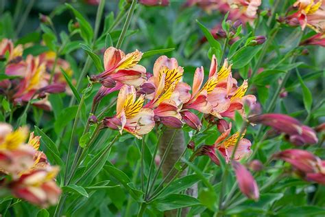 Alstroemeria Care Plant Lovz