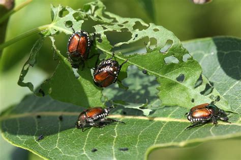 What Do Japanese Beetles Eat Pests And Diseases Tree Topics