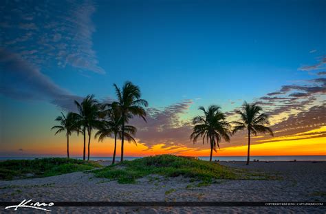 Coconut Palm Tree Sunrise Beach Singer Island Florida Royal Stock Photo