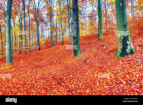 Beautiful Autumn Forest Landscape Stock Photo Alamy