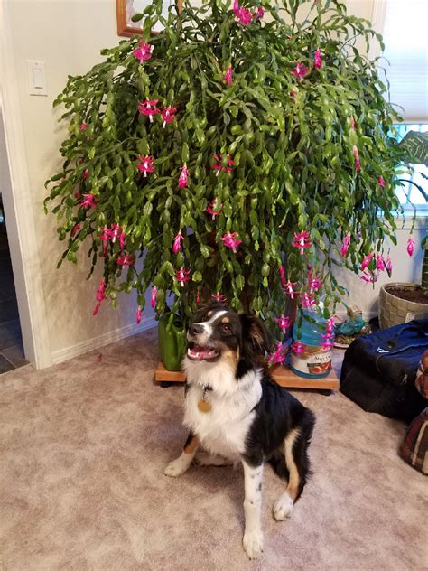 Christmas cactus is a popular houseplant because of its dazzling lilac or pink tubular flowers that bloom for a long time. The biggest Christmas Cactus I've ever seen! It's been ...