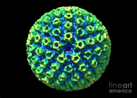 Kshv Virus Capsid Molecular Model Photograph By Louise Hughes Fine