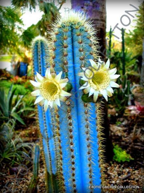 10 Seeds Rare Pilosocereus Purpureus Exotic Color Columnar Cacti