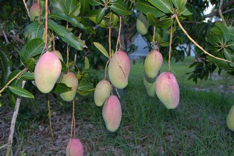 On evenings, guests will revel even more at the elegance of this veritable tree garden, teeming with a. Our Story - Nick's Island Tropical Fruit : Merritt Island