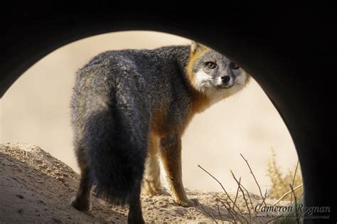 Red Cliffs Desert Reserve Gray Fox Urocyon Cinereoargenteus