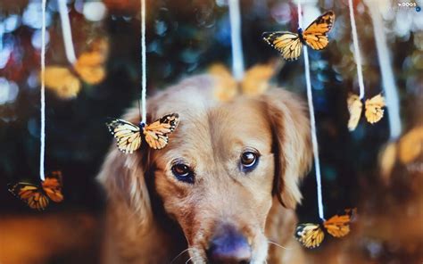 Golden Retriever Butterflies Sad Dog Dogs Wallpapers 1920x1200