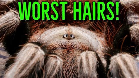 Top 10 Tarantulas W The Worst Urticating Hairs Youtube