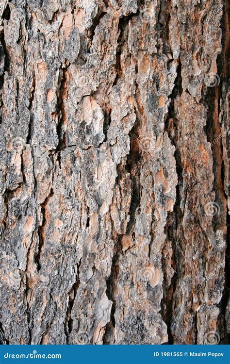 Texture Pine Tree Bark Stock Image Image Of Tree Brown 1981565