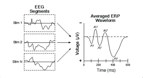 The Event Related Potential Erp Technique 2 Download Scientific Diagram