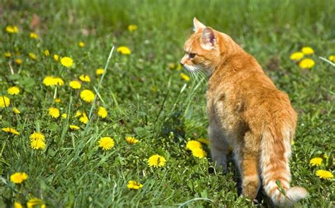 Orange Cat Outdoor Stock Image Image Of Gold Feline 13403473
