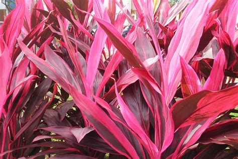 Cordyline Plant Care Growing Guide Plantly