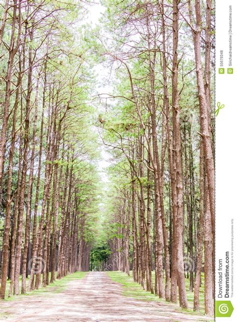 Pine Garden At Chiang Mai Thailand Stock Photo Image Of Beauty