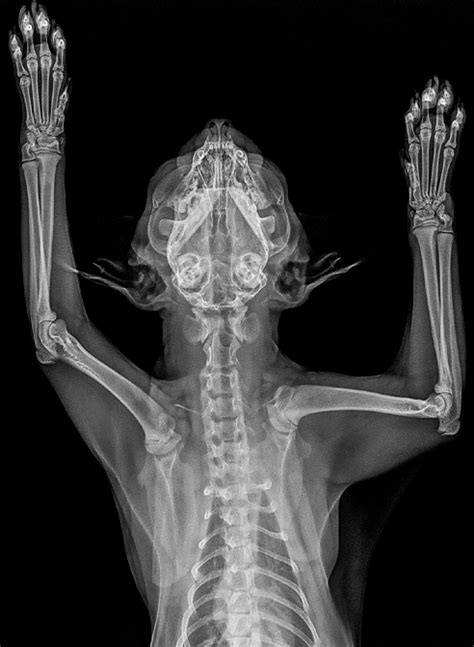 Ecografie RMN radiografie și radiologie pentru pisici Clinic