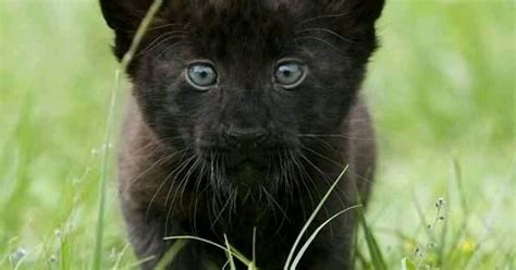 Baby Black Lion Cub Lions Beauty Pinterest Lion Cub Wild Animals