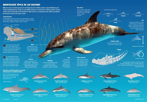 Morfología De Los Delfines Visually Whale Video Ocean Mammal Beach