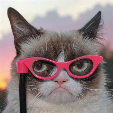 25 Best Cats Wearing Glasses♥ Images On Pinterest Cats