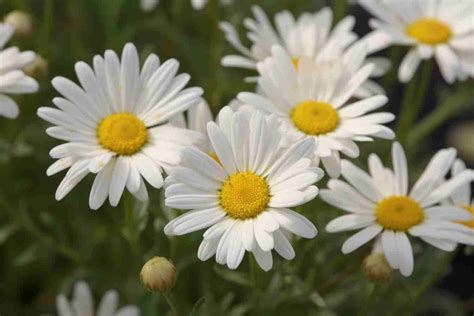 Shasta Daisy Flower Meaning Symbolism Spiritual Significance