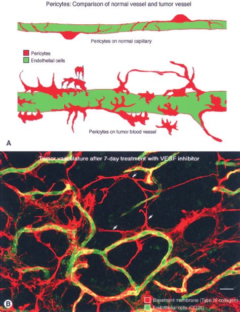 Top A Diagram Comparing The Structure And Close Endothelial Cell