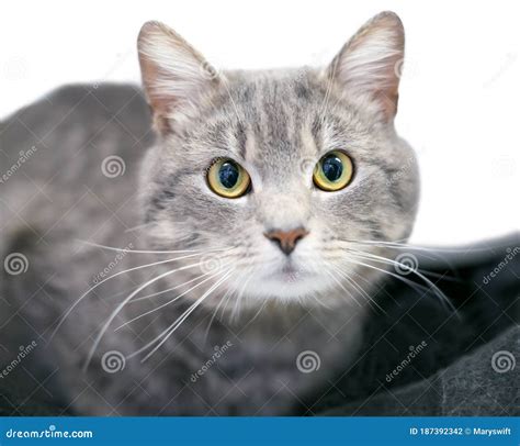 A Gray Tabby Shorthair Cat Looking Directly At The Camera Stock Photo