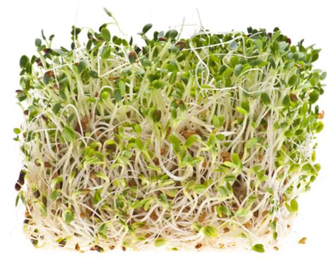 How To Sprout Alfalfa Recipe