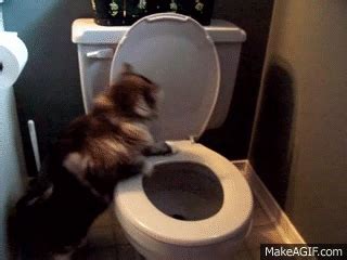 Vælg mellem et stort udvalg af lignende scener. Cat Flushing Toilet on Make a GIF
