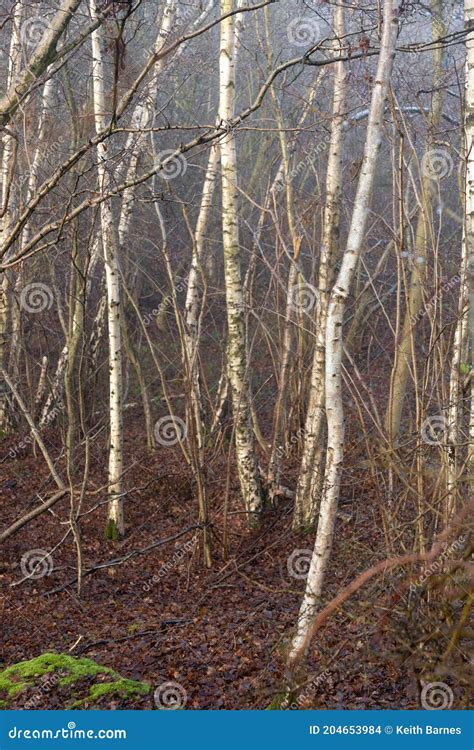 Young White Silver Birch Trees In Forest Woodland In Winter Mist And