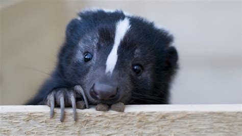 Do Skunks Stink As Pets Everyone Knows A Friend Of A Friend Of By