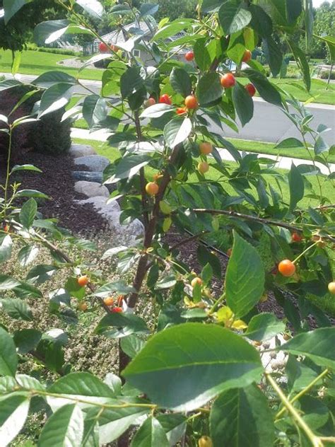 Canada red chokecherry is an extremely tolerant tree which can grow in almost any conditions. Cherry Trees are Easy Edibles to Sneak into your Landscape ...