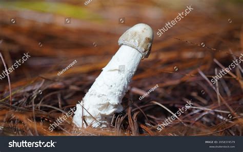 Mushroom Like Penis Shutterstock