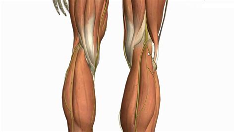 Muscles Of The Leg Part 2 Anterior And Lateral Compartments