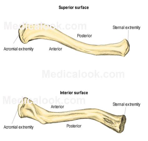 Diagram Of Clavicle Anatomy Organ Upper Limb Anatomy Human Anatomy