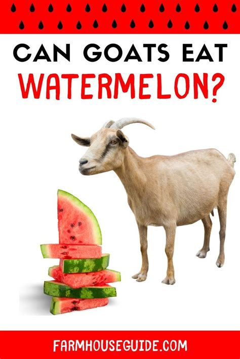 Can Goats Eat Watermelon Farmhouse Guide