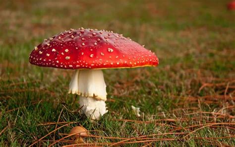 10 Poisonous Mushrooms To Watch Out For In Britain The Telegraph