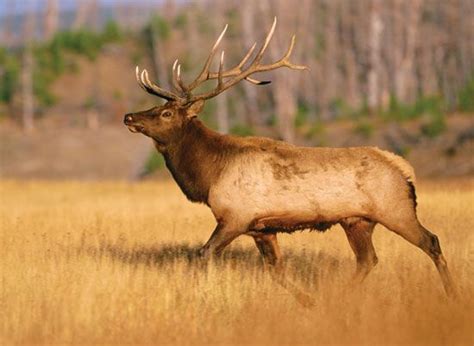 Elk Description Habitat Reproduction And Facts