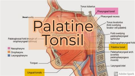 Palatine Tonsils Youtube
