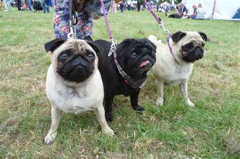 Should Pugs And French Bulldogs Be Banned Dog Breeds Take Our Survey