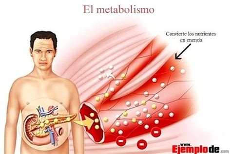 Metabolismo Anabolismo Catabolismo Processos Metabólicos